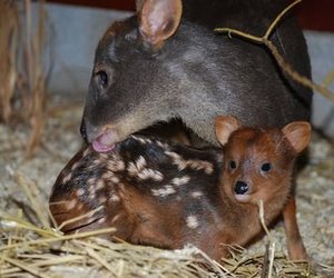 Zoo Babies Bring Hope - Gansbaai Daily News